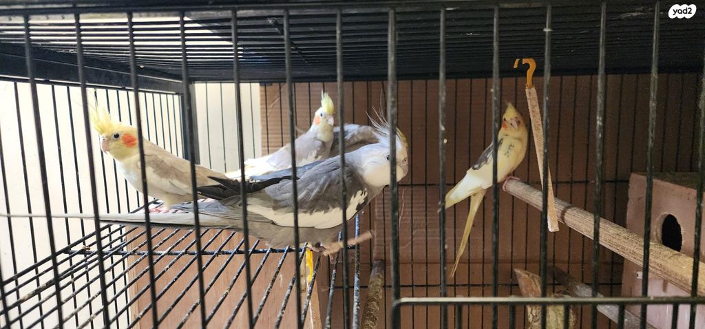 תמונת מודעה - חיות מחמד