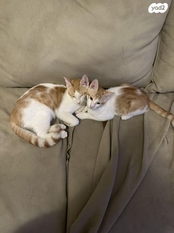 תמונת מודעה - חיות מחמד