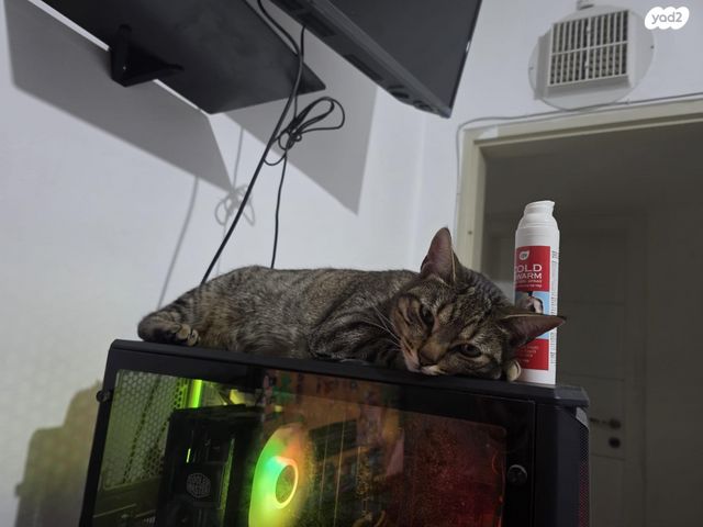 תמונת מודעה - חיות מחמד