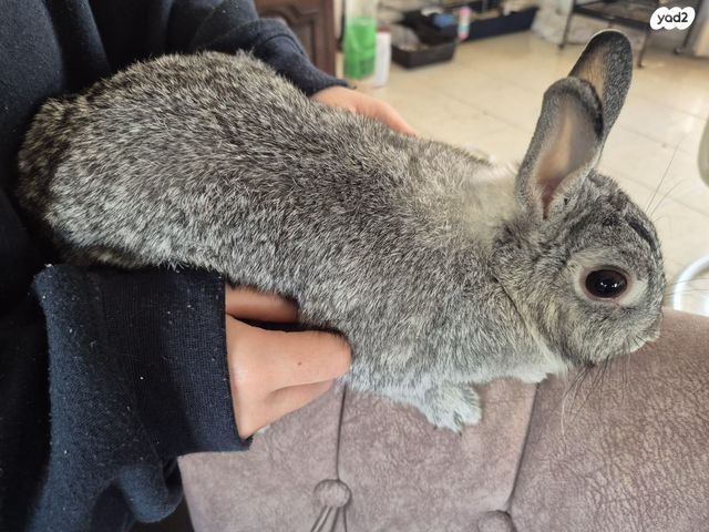 תמונת מודעה - חיות מחמד