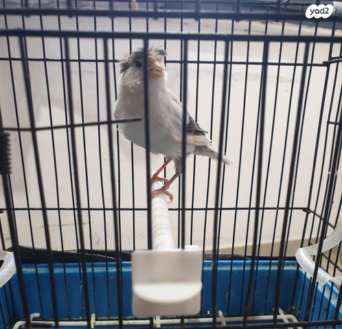 תמונת מודעה - חיות מחמד