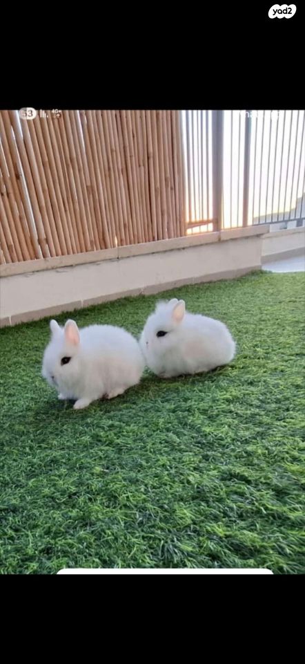 תמונת מודעה - חיות מחמד