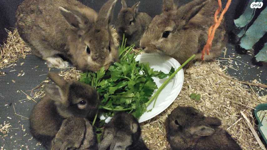 תמונת מודעה - חיות מחמד