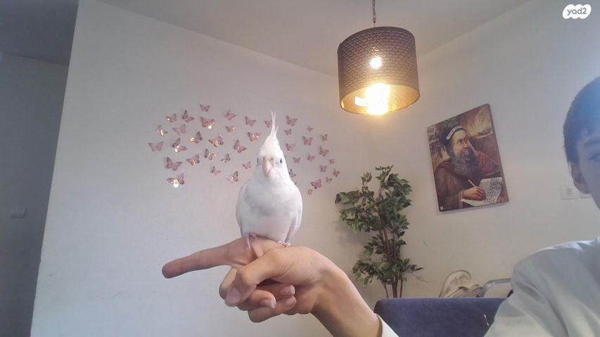 תמונת מודעה - חיות מחמד