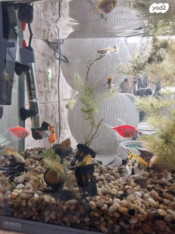 תמונת מודעה - חיות מחמד