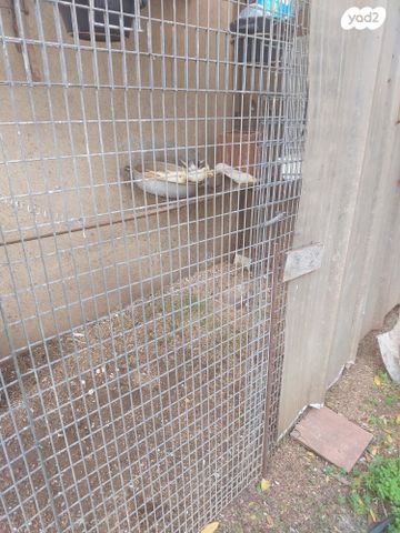 תמונת מודעה - חיות מחמד