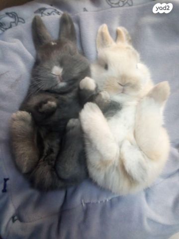 תמונת מודעה - חיות מחמד