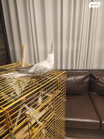 תמונת מודעה - חיות מחמד