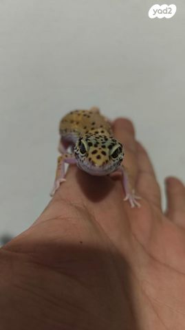 תמונת מודעה - חיות מחמד