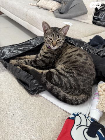 תמונת מודעה - חיות מחמד