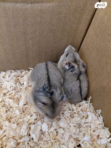 תמונת מודעה - חיות מחמד