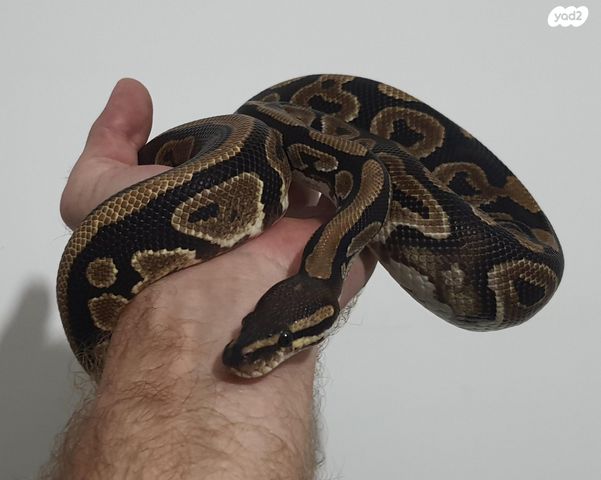 תמונת מודעה - חיות מחמד