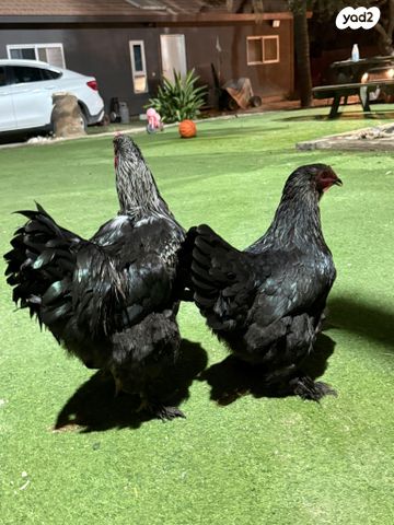 תמונת מודעה - חיות מחמד