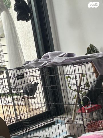 תמונת מודעה - חיות מחמד