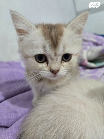 תמונת מודעה - חיות מחמד