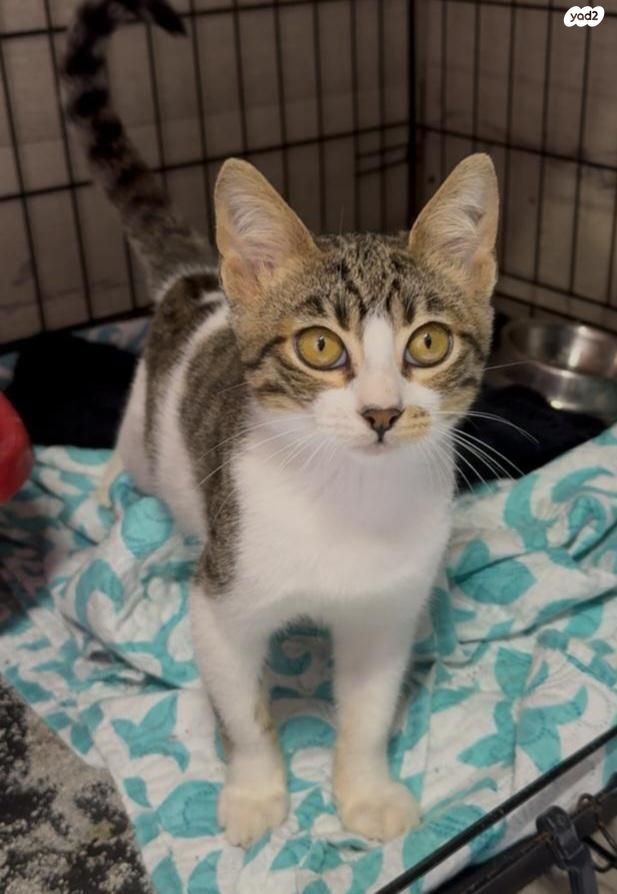 תמונת מודעה - חיות מחמד