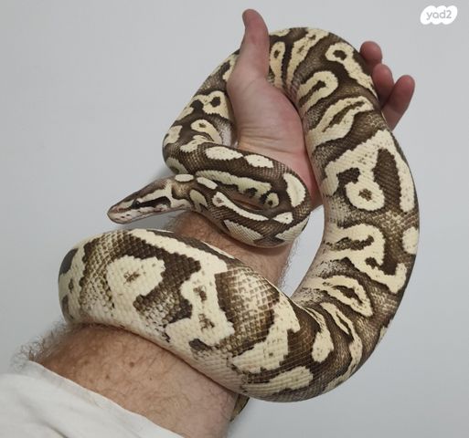 תמונת מודעה - חיות מחמד