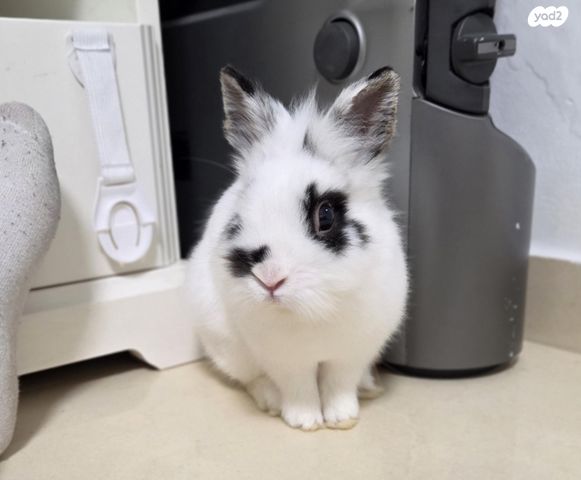 תמונת מודעה - חיות מחמד