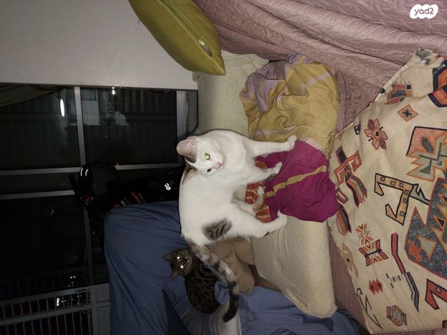 תמונת מודעה - חיות מחמד