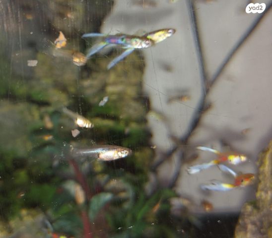 תמונת מודעה - חיות מחמד