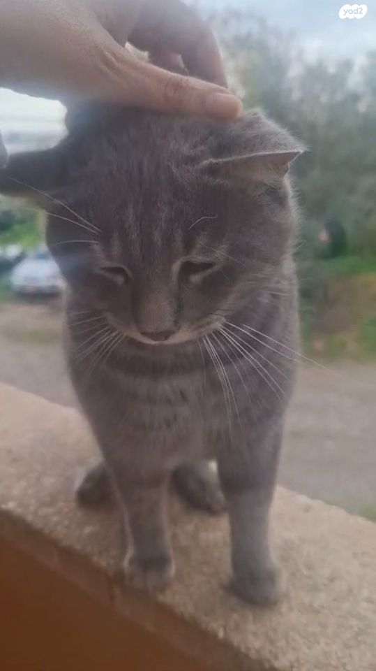 תמונת מודעה - חיות מחמד