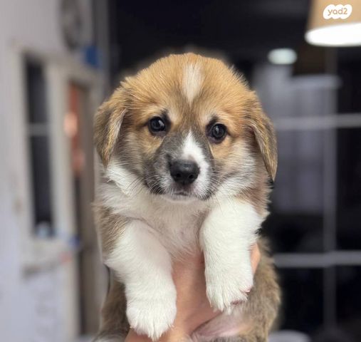 תמונת מודעה - חיות מחמד