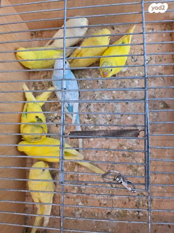 תמונת מודעה - חיות מחמד