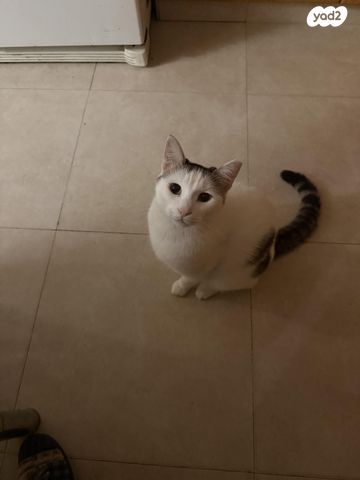 תמונת מודעה - חיות מחמד