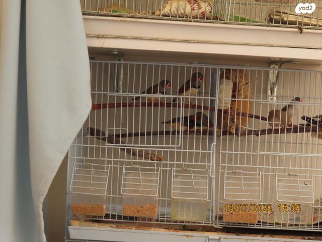 תמונת מודעה - חיות מחמד