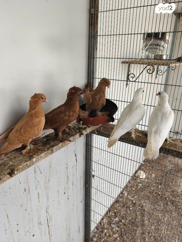 תמונת מודעה - חיות מחמד