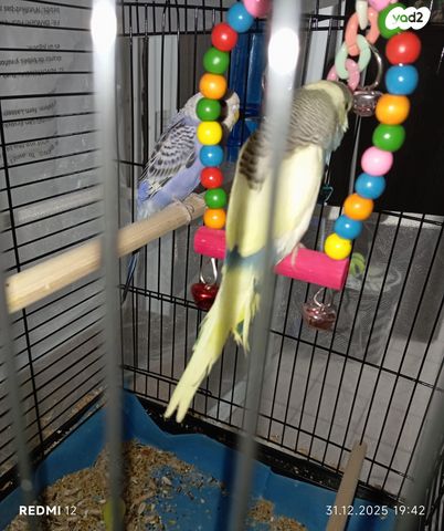 תמונת מודעה - חיות מחמד