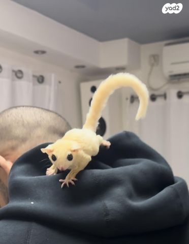 תמונת מודעה - חיות מחמד