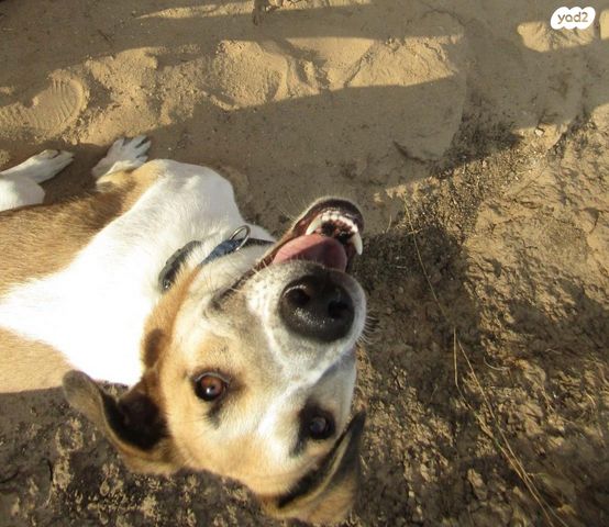 תמונת מודעה - חיות מחמד