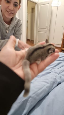 תמונת מודעה - חיות מחמד