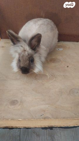 תמונת מודעה - חיות מחמד