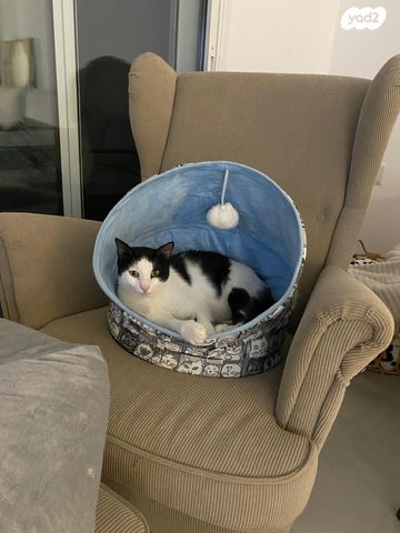 תמונת מודעה - חיות מחמד