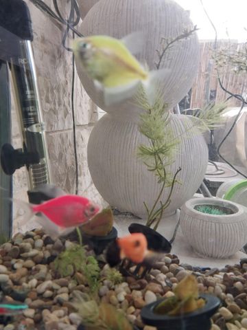 דג דגים טרופיים