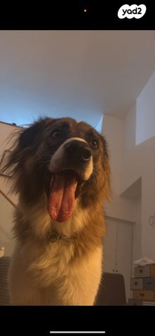 תמונת מודעה - חיות מחמד