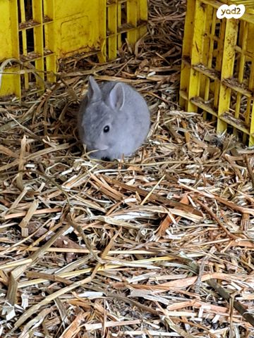 תמונת מודעה - חיות מחמד
