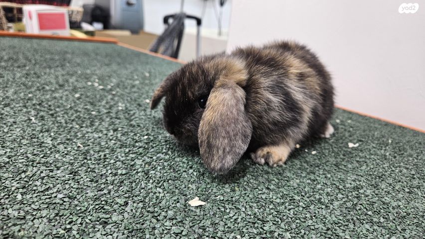 תמונת מודעה - חיות מחמד