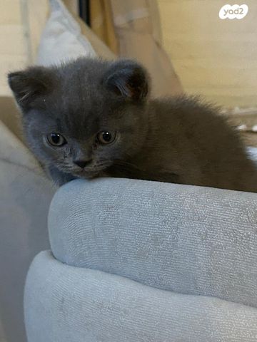 תמונת מודעה - חיות מחמד