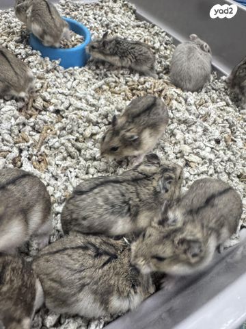 תמונת מודעה - חיות מחמד