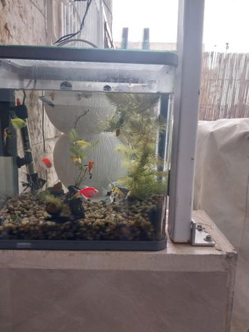 דג דגים טרופיים