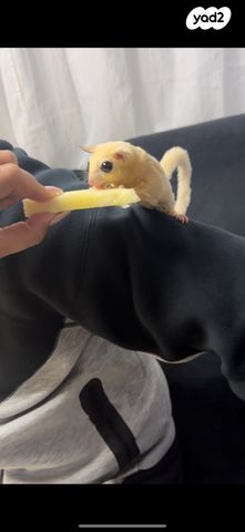 מכרסם סנאי מעופף \ שוגר