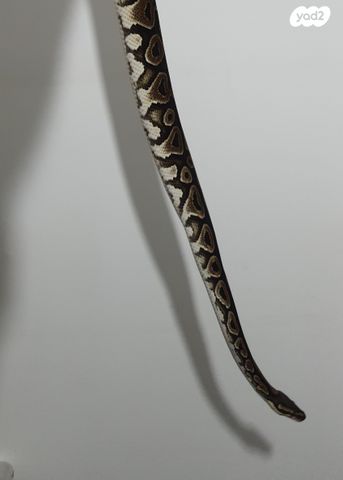 זוחל פיתון מתכדר