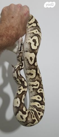 זוחל פיתון מתכדר