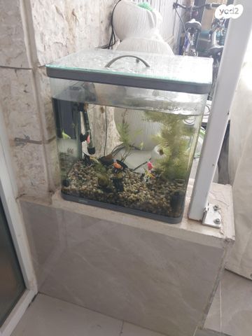 דג דגים טרופיים