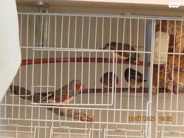 תוכי פינקים