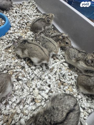 מכרסם אוגר סיבירי