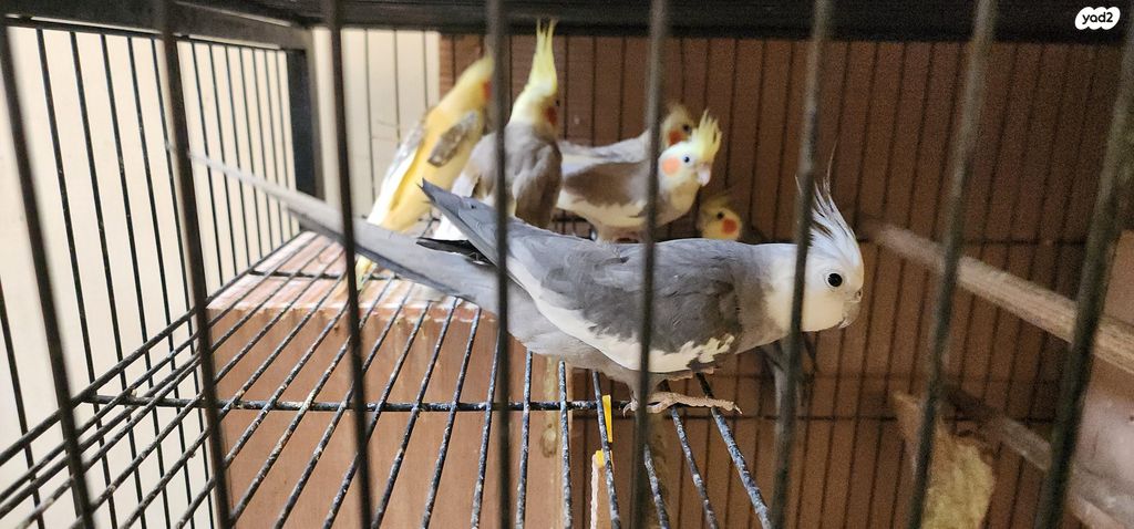 תוכי קוקוטייל